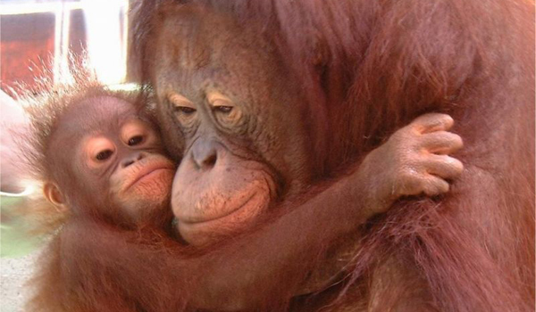 monkey_and_baby_wallpaper-198819
