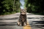 Screenwriter Jeff Buhler & Producer Lorenzo Di Bonaventura Talk “Pet Sematary”