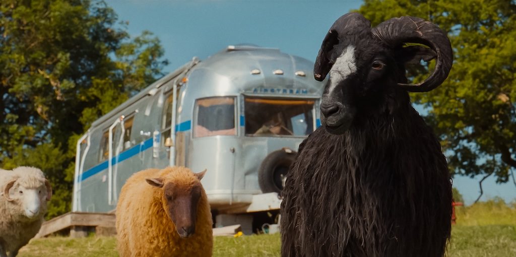 The Sheep Detective photo from the movie